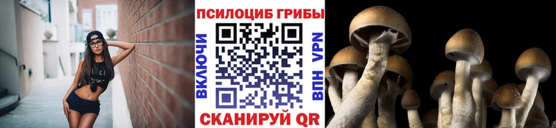 Галлюциногенные грибы Psilocybe  хочу наркоту  Зуевка 